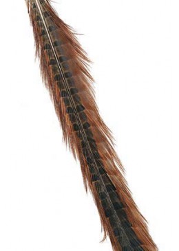 Pheasant Feather Soldarini