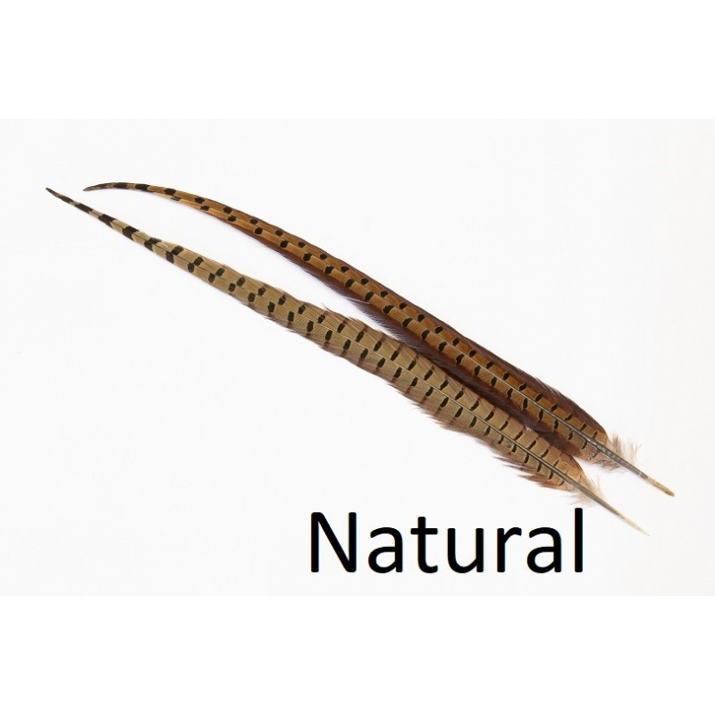 CUERPO TUNGSTENO GAMMARUS